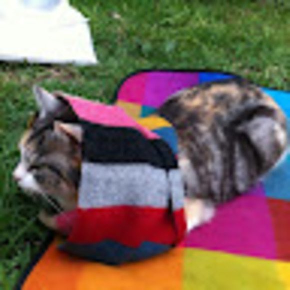 Meet your Posher, Jocasta - Picture 1 of 1